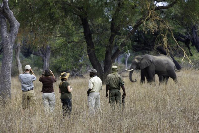 South Luangwa Luxury Safari – 3 Nights at Mfuwe Lodge