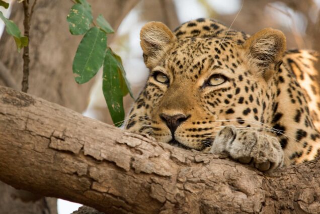 Best of South Luangwa Safari